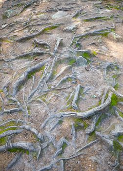 tree roots on the ground in the Carpathian mountains