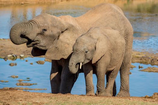 Elephant friends drinking at a waterhole in Africa