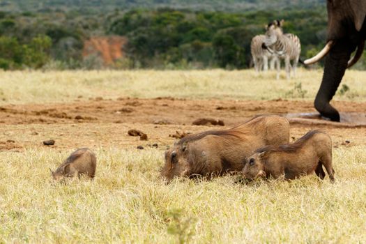 Family of warthog eating grass - Phacochoerus africanus - The common warthog is a wild member of the pig family found in grassland, savanna, and woodland in sub-Saharan Africa.
