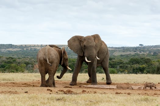 Stand OFF African Bush Elephants - The African bush elephant is the larger of the two species of African elephant. Both it and the African forest elephant have in the past been classified as a single species.