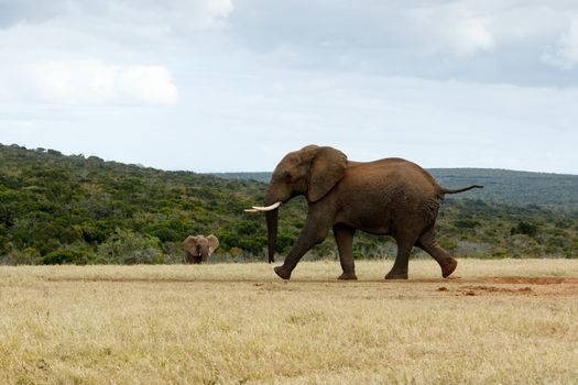 African Bush Elephant RUN - The African bush elephant is the larger of the two species of African elephant. Both it and the African forest elephant have in the past been classified as a single species.