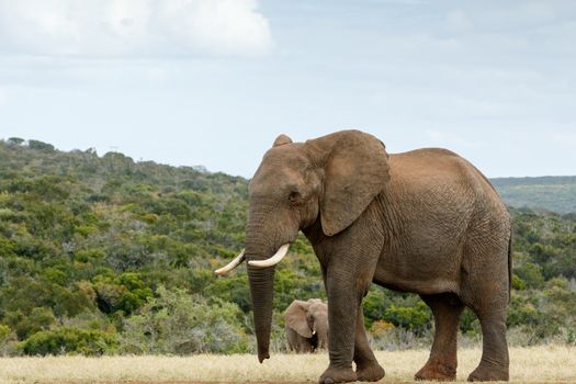 I am way to BIG The African Bush Elephant - The African bush elephant is the larger of the two species of African elephant. Both it and the African forest elephant have in the past been classified as a single species.