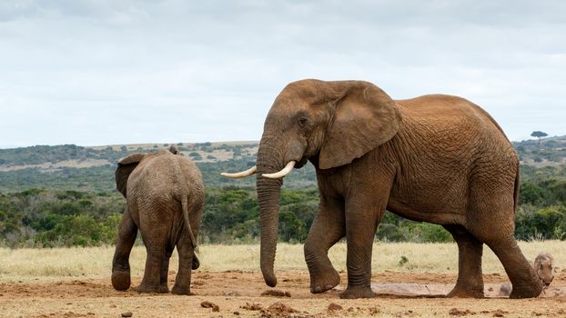 This is my water move - African Bush Elephant - The African bush elephant is the larger of the two species of African elephant. Both it and the African forest elephant have in the past been classified as a single species.