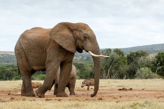 The African bush elephant is the larger of the two species of African elephant. Both it and the African forest elephant have in the past been classified as a single species.