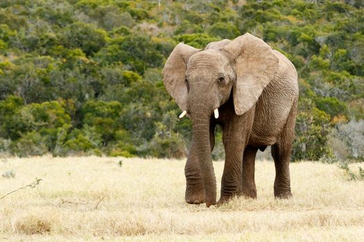 Why The African Bush Elephant - The African bush elephant is the larger of the two species of African elephant. Both it and the African forest elephant have in the past been classified as a single species.