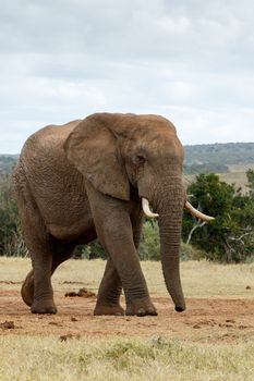 Look at The Huge African Bush Elephant - The African bush elephant is the larger of the two species of African elephant. Both it and the African forest elephant have in the past been classified as a single species.