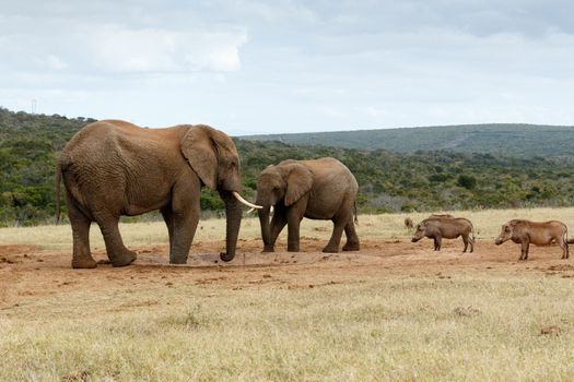 We want water NO - The African Bush Elephant - The African bush elephant is the larger of the two species of African elephant. Both it and the African forest elephant have in the past been classified as a single species.