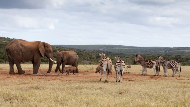 The African bush elephant is the larger of the two species of African elephant. Both it and the African forest elephant have in the past been classified as a single species.