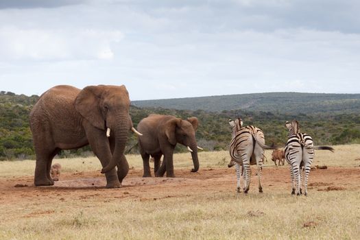 African Bush Elephant This is my water today. - The African bush elephant is the larger of the two species of African elephant. Both it and the African forest elephant have in the past been classified as a single species.