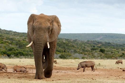 African Bush Elephant Coming closer and closer - The African bush elephant is the larger of the two species of African elephant. Both it and the African forest elephant have in the past been classified as a single species.