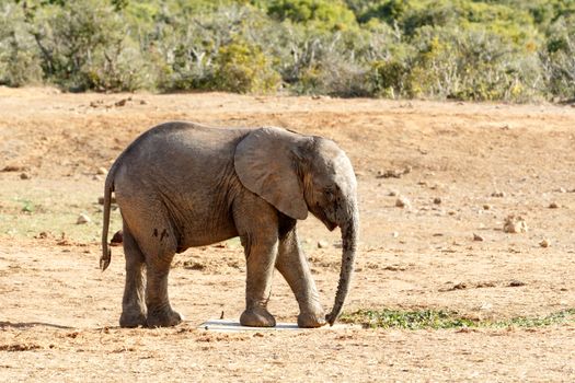 What is this - African Bush Elephant - The African bush elephant is the larger of the two species of African elephant. Both it and the African forest elephant have in the past been classified as a single species.