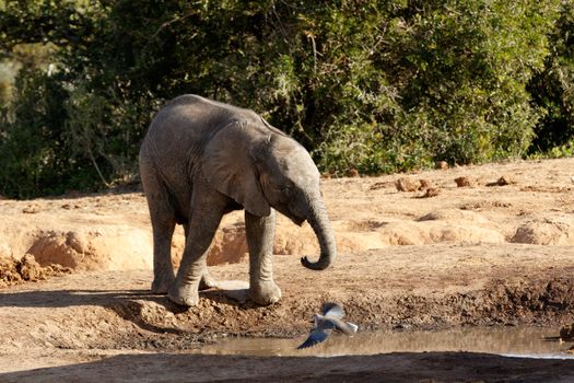 It is my water The African Bush Elephant - The African bush elephant is the larger of the two species of African elephant. Both it and the African forest elephant have in the past been classified as a single species.