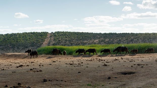 Big Herd of African Buffalo - The African buffalo or Cape buffalo is a large African bovine. It is not closely related to the slightly larger wild water buffalo of Asia and its ancestry remains unclear.