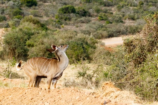 Kudu Just Me - Tragelaphus strepsiceros - The Greater Kudu is a woodland antelope found throughout eastern and southern Africa. Despite occupying such widespread territory, they are sparsely populated in most areas.