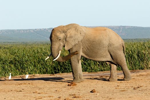 Fly Birds Fly - The African bush elephant is the larger of the two species of African elephant. Both it and the African forest elephant have in the past been classified as a single species.