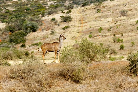 The Greater Kudu is a woodland antelope found throughout eastern and southern Africa. Despite occupying such widespread territory, they are sparsely populated in most areas.