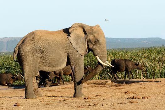 Look bird The African Bush Elephant - The African bush elephant is the larger of the two species of African elephant. Both it and the African forest elephant have in the past been classified as a single species.