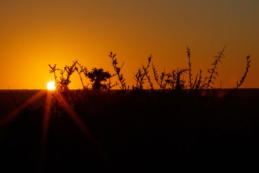 Sunset in Addo with branches of orange - Addo Landscape - Addo is a town in Sarah Baartman District Municipality in the Eastern Cape province of South Africa. Region east of the Sundays River, some 72 km northeast of Port Elizabeth.