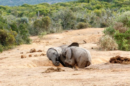 Please brother you are and African Bush Elephant - The African bush elephant is the larger of the two species of African elephant. Both it and the African forest elephant have in the past been classified as a single species.