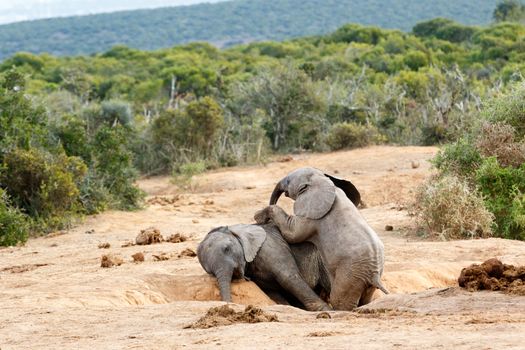 Lets Play brother you are and African Bush Elephant - The African bush elephant is the larger of the two species of African elephant. Both it and the African forest elephant have in the past been classified as a single species.
