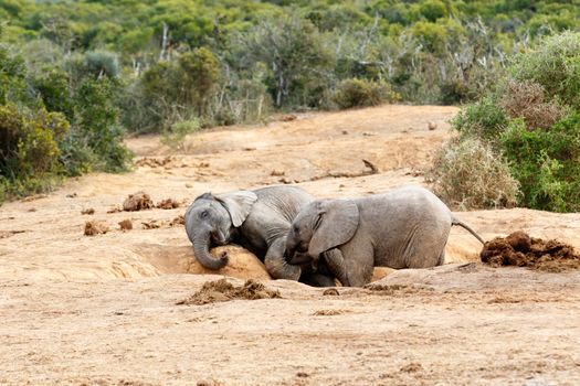 Get up my brother you ar and African Bush Elephant - The African bush elephant is the larger of the two species of African elephant. Both it and the African forest elephant have in the past been classified as a single species.