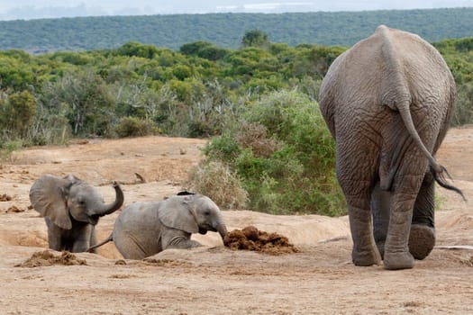 Come Kids - African Bush Elephant Family - The African bush elephant is the larger of the two species of African elephant. Both it and the African forest elephant have in the past been classified as a single species.