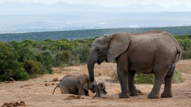 Stop Ruffing it yes mom  - The African bush elephant is the larger of the two species of African elephant. Both it and the African forest elephant have in the past been classified as a single species.
