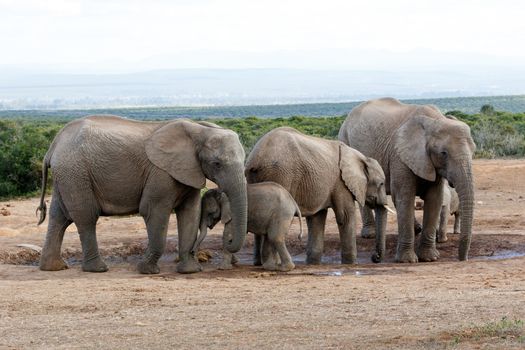 Watering Hole Momy Love The African Bush Elephant Familie - The African bush elephant is the larger of the two species of African elephant. Both it and the African forest elephant have in the past been classified as a single species.