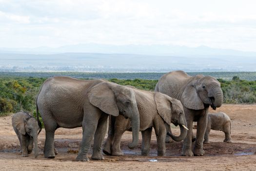 Watering Hole Madness by The African Bush Elephant Familie - The African bush elephant is the larger of the two species of African elephant. Both it and the African forest elephant have in the past been classified as a single species.