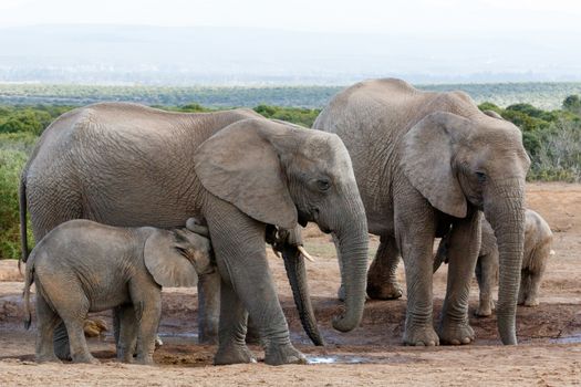 I need a drink MoM African Bush Elephants - The African bush elephant is the larger of the two species of African elephant. Both it and the African forest elephant have in the past been classified as a single species.