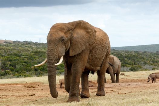 African Bush Elephant to close - The African bush elephant is the larger of the two species of African elephant. Both it and the African forest elephant have in the past been classified as a single species.