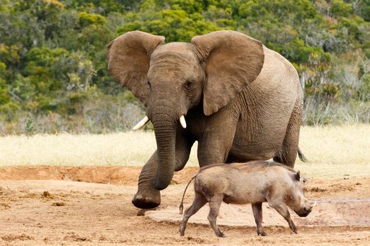 African Bush Elephant my water go away - The African bush elephant is the larger of the two species of African elephant. Both it and the African forest elephant have in the past been classified as a single species.