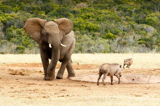 Still here - African Bush Elephant - The African bush elephant is the larger of the two species of African elephant. Both it and the African forest elephant have in the past been classified as a single species.