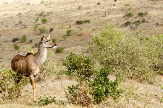 Kudu Lady Looking for Love - Tragelaphus strepsiceros - The Greater Kudu is a woodland antelope found throughout eastern and southern Africa. Despite occupying such widespread territory, they are sparsely populated in most areas.