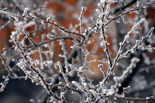 Winter grey frozen branches in white hoarfrost
