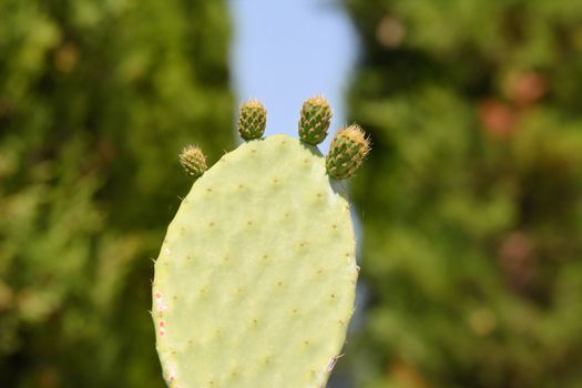 Closeup of a green color cactus plant