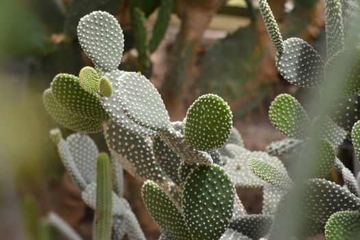 Closeup of a green color cactus plant