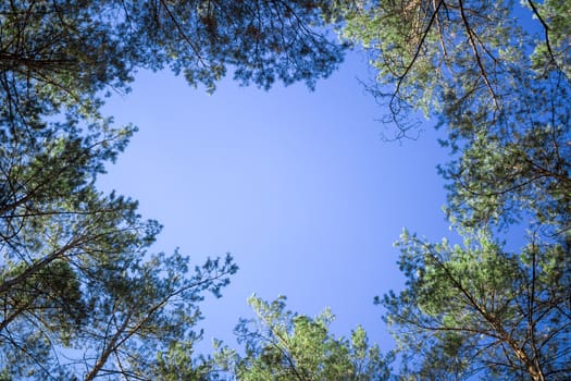 Nature background of contifer trees tops look-up to blue sky