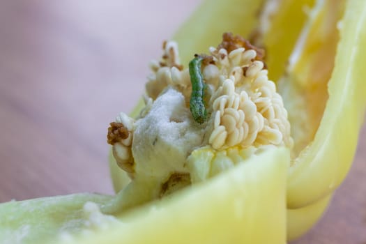 Green pest grub living and eating inside maggoty green bell pepper