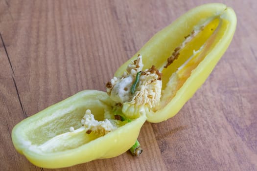 Green pest grub living and eating inside maggoty green bell pepper