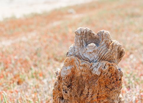 Petrified tree stubs on the bank of the salty lake, Kuyalnik, Ukraine