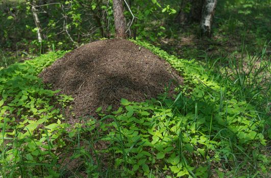 Big anthill with colony of ants, surrounded by the green leaves of grass, in spring forest