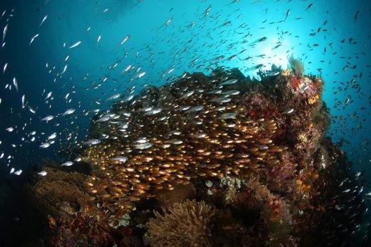 coral life diving Underwater Papua New Guinea Pacific Ocean