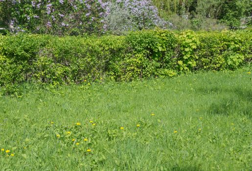 Overgrown green lawn in the summer park; horizontal image