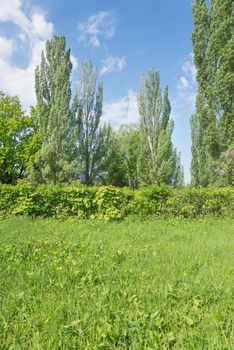 Overgrown green lawn in the summer park; vertical image