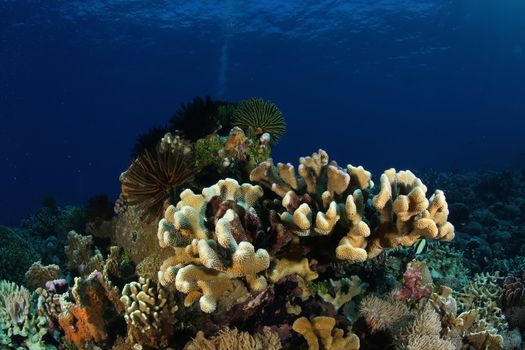 coral life diving Underwater Papua New Guinea Pacific Ocean