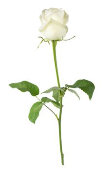 Elegant white rose on a long stem with green leaves isolated on white background, side view