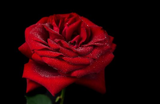 Beautiful red rose covered with water droplets, isolated on a black background, side view