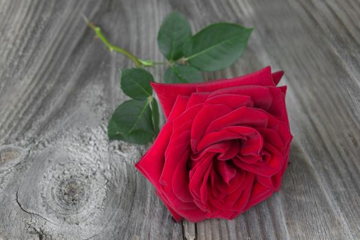 Lonely beautiful red rose lying on the gray background of old wooden boards