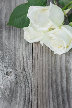 Three white rose flowers lay on the gray background of old wooden boards, with space for text